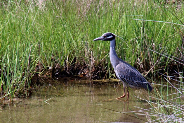 A yellow-crowned night heron--dusky blue feathers with a white eye stripe and yellow crest--stands in a marsh.