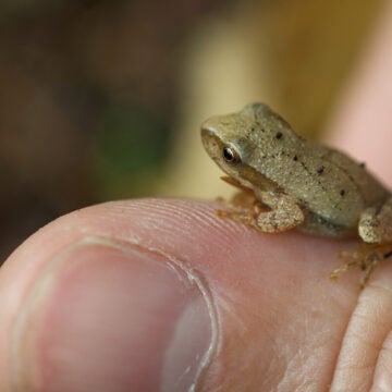 A tiny frog sits on a person's thumb.
