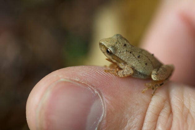 A tiny frog sits on a person's thumb.