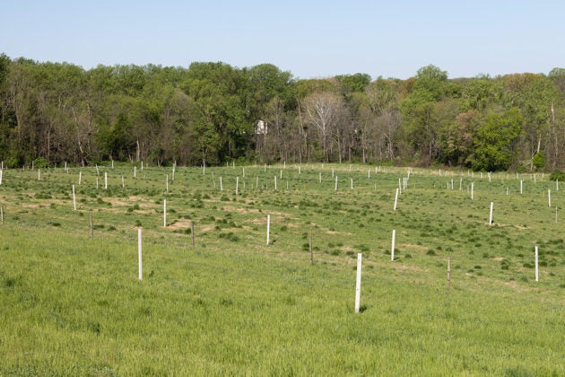 Rows of white and brown stakes in a field bordered by trees hold up electric fencing that will protect young saplings from grazing sheep.