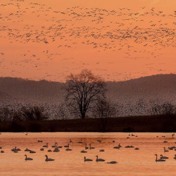 Pre-sunrise casts a soft orange glow over a creek full of snow geese, as a large flock flies overhead.