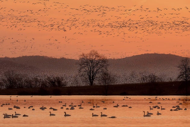 Pre-sunrise casts a soft orange glow over a creek full of snow geese, as a large flock flies overhead.