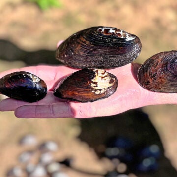 Four dark mussels of various sizes lie on a person's outstretched arm.