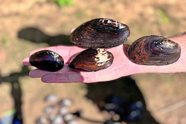 Four dark mussels of various sizes lie on a person's outstretched arm.