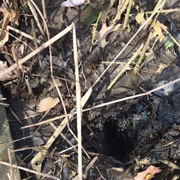 Leaf and plant detritus lays in the mud.