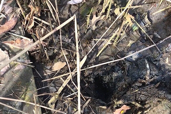 Leaf and plant detritus lays in the mud.