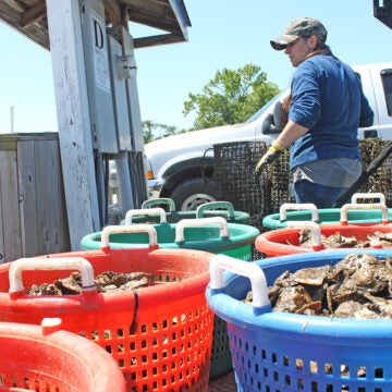 A worker wearing a camo cap, blue shirt, and yellow gloves stands at a dock beside colorful plastic baskets overflowing with oysters, with a pickup truck visible in the background.