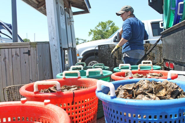 A worker wearing a camo cap, blue shirt, and yellow gloves stands at a dock beside colorful plastic baskets overflowing with oysters, with a pickup truck visible in the background.