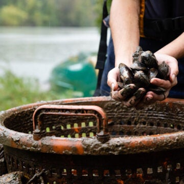 Two hands hold a bunch of mussels over a muddy orange basket.