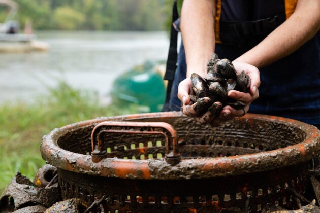 Two hands hold a bunch of mussels over a muddy orange basket.