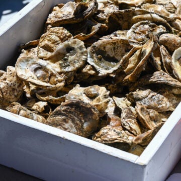 A white wooden tray is full of oyster shells.