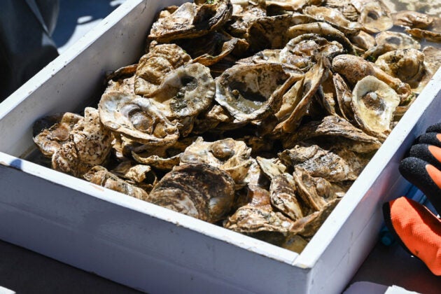 A white wooden tray is full of oyster shells.