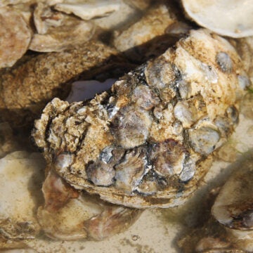 Tiny baby oysters, called spat, can be seen attached to oyster shells.