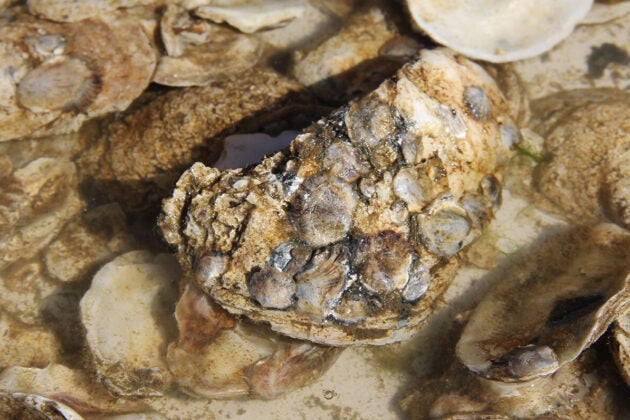 Tiny baby oysters, called spat, can be seen attached to oyster shells.