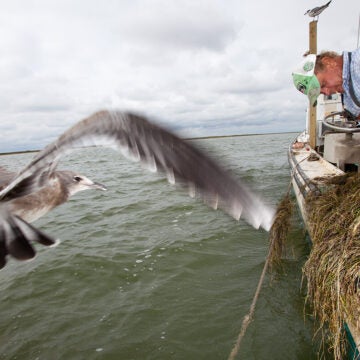 A fisherman in an orange bib leans over in a small boat sorting through seagrass while a seagull flaps past.