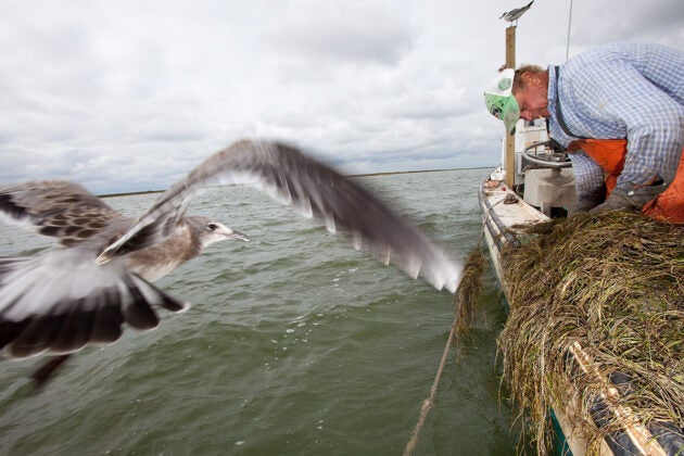 A fisherman in an orange bib leans over in a small boat sorting through seagrass while a seagull flaps past.
