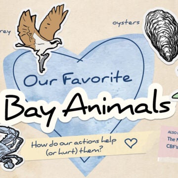 Artwork made to look like scrapbooking, with headline Our Favorite Bay Animals, How do our actions help (or hurt) them. Surrounded by a heart and artwork of a blue crab, menhaden, osprey, oysters, and a hellbender.