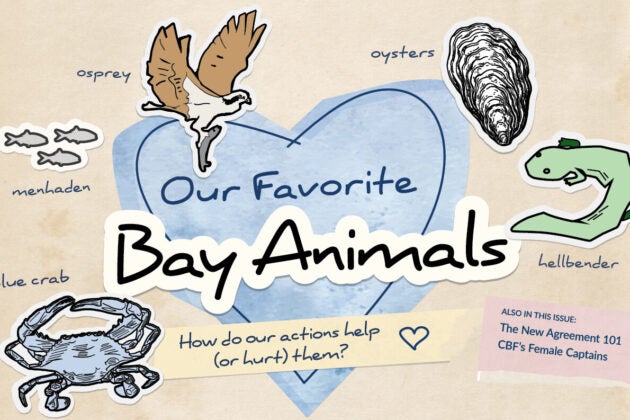Artwork made to look like scrapbooking, with headline Our Favorite Bay Animals, How do our actions help (or hurt) them. Surrounded by a heart and artwork of a blue crab, menhaden, osprey, oysters, and a hellbender.