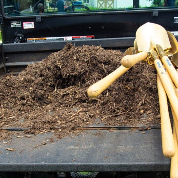 Dirt and mulch and a collection of gold shovels lie in the back of a truck bed.