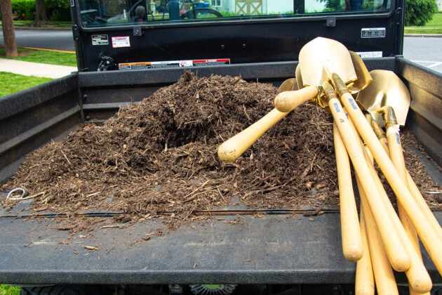 Dirt and mulch and a collection of gold shovels lie in the back of a truck bed.