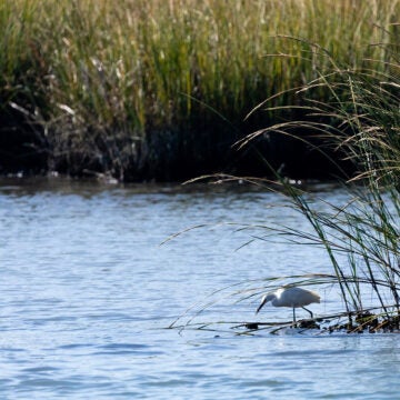 A snowy egret hunts amid tall grasses on a river.