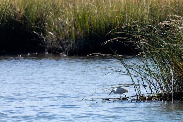 A snowy egret hunts amid tall grasses on a river.
