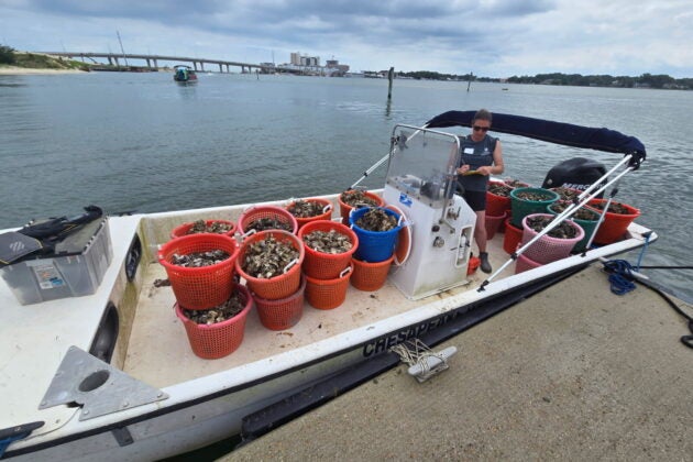 A woman stands at the helm of a workboat full of baskets of oyster shell.