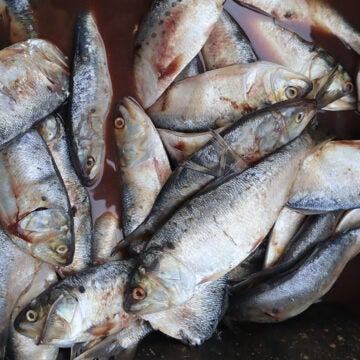 Menhaden ready to be used as bait.