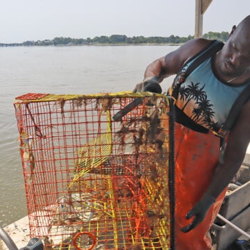 A waterman in orange bibs checks a crab pot for blue crabs.