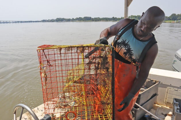 A waterman in orange bibs checks a crab pot for blue crabs.