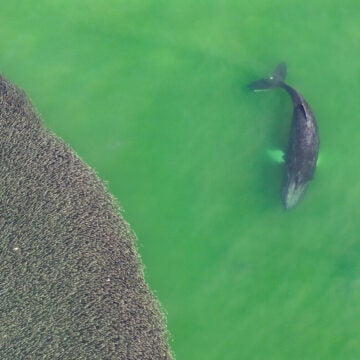 Aerial view of a whale swimming in green water beside a large, dense, rounded school of fish.