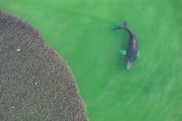 Aerial view of a whale swimming in green water beside a large, dense, rounded school of fish.