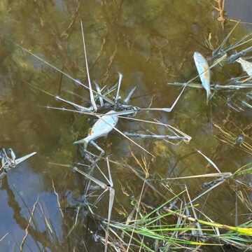 Dead fish float on the water among marsh grasses.