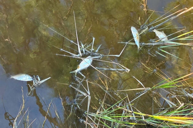 Dead fish float on the water among marsh grasses.