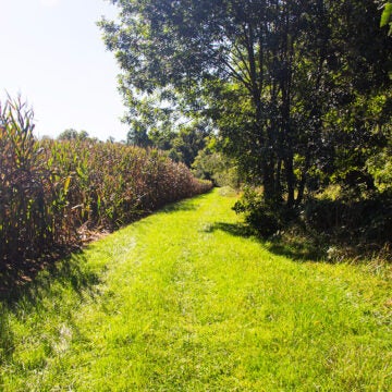 A strip of grass separates a corn field from a forested area.