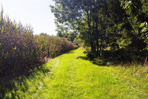 A strip of grass separates a corn field from a forested area.