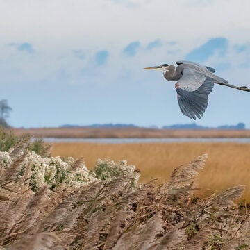 A great blue heron is captured in flight with its wings extended above tall wetland grasses and a golden marsh landscape under a soft sky.