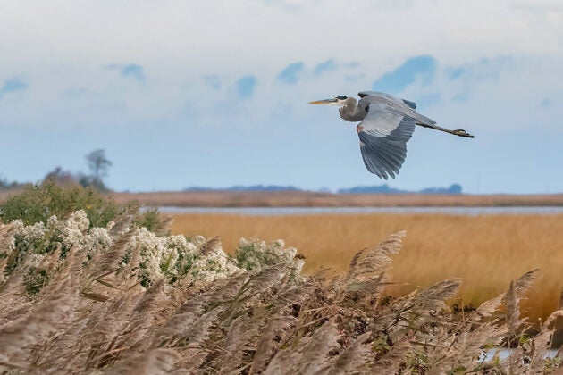 A great blue heron is captured in flight with its wings extended above tall wetland grasses and a golden marsh landscape under a soft sky.