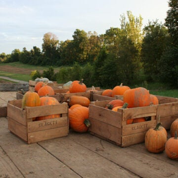Crates of pumpkins.
