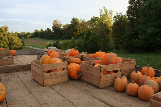 Crates of pumpkins.