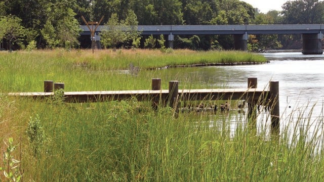 A dock sits amidst a shoreline of thick, healthy marsh grasses.