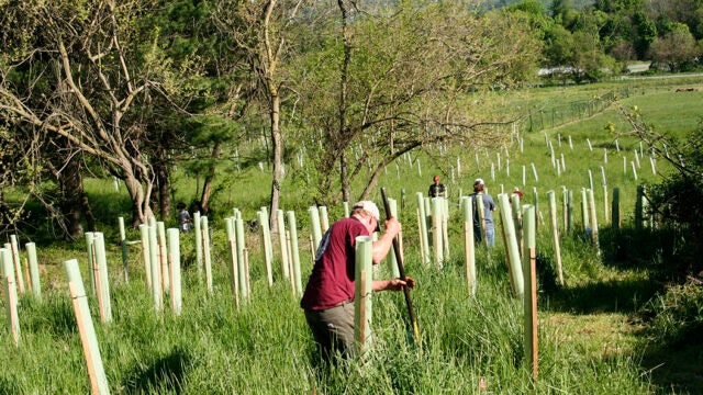 People install dozens of white cylindrical tree protectors across a farm field.