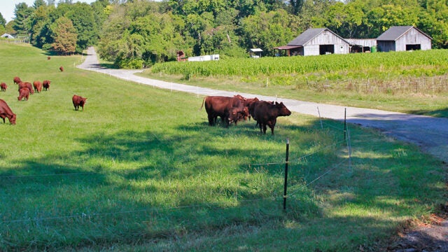 Brown cows graze in a field next to a road.