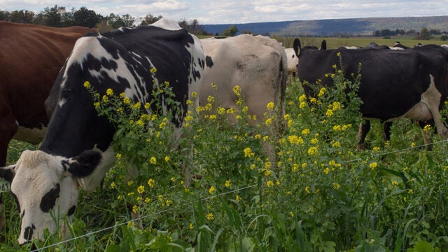 Cows graze in a field of yellow flowers.