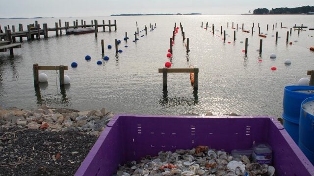 Colorful floats show the location of oyster growing cages at Hoopers Island Oyster Company.