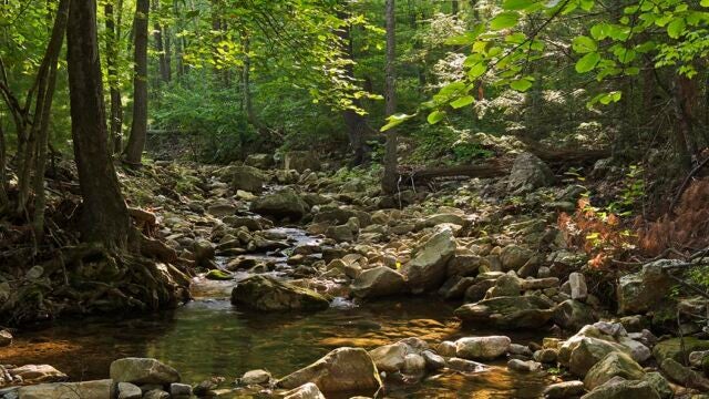 A creek runs beneath a forest canopy in Shenandoah National Park, Virginia.