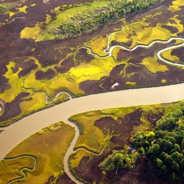 An aerial view of a river, with multiple tributaries spreading out through wetlands. There are darker and lighter patches, with some treetops as well.