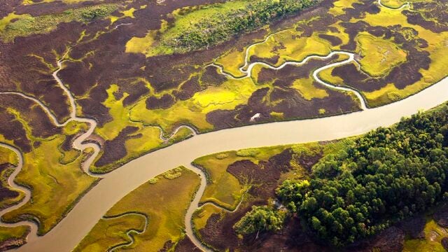 An aerial view of a river, with multiple tributaries spreading out through wetlands. There are darker and lighter patches, with some treetops as well.
