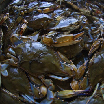A bushel basket full of blue crabs caught in the Chesapeake Bay.