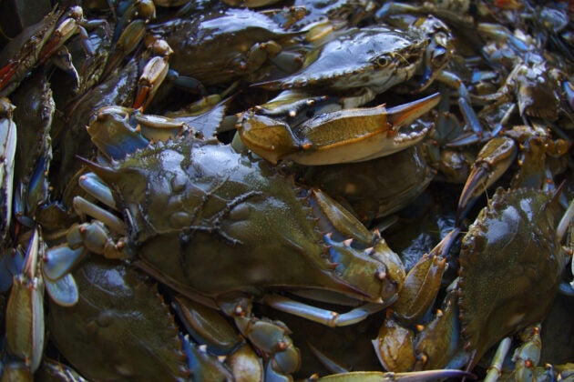A bushel basket full of blue crabs caught in the Chesapeake Bay.